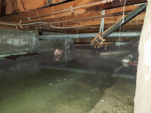 Best Flood restoration services  in Fountain, CO