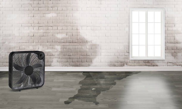 Best Flood damage cleanup  in Fountain, CO